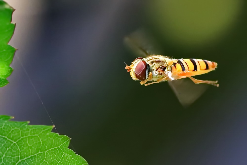 Hainschwebfliege