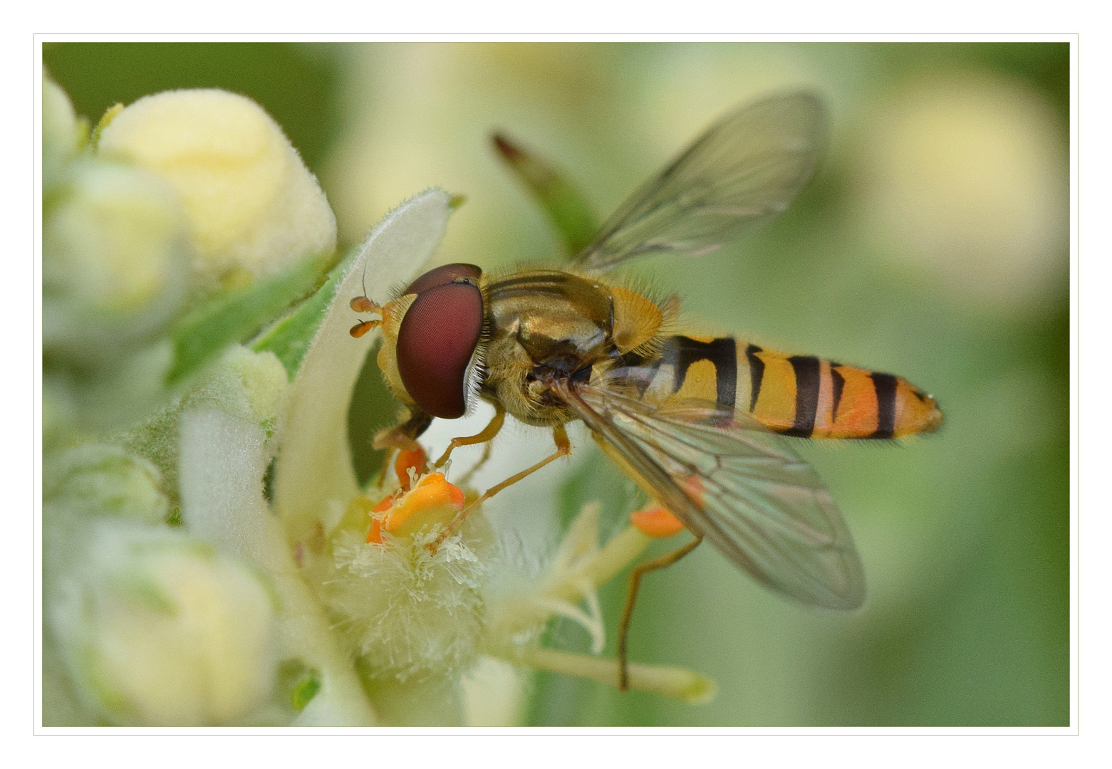 Hainschwebfliege