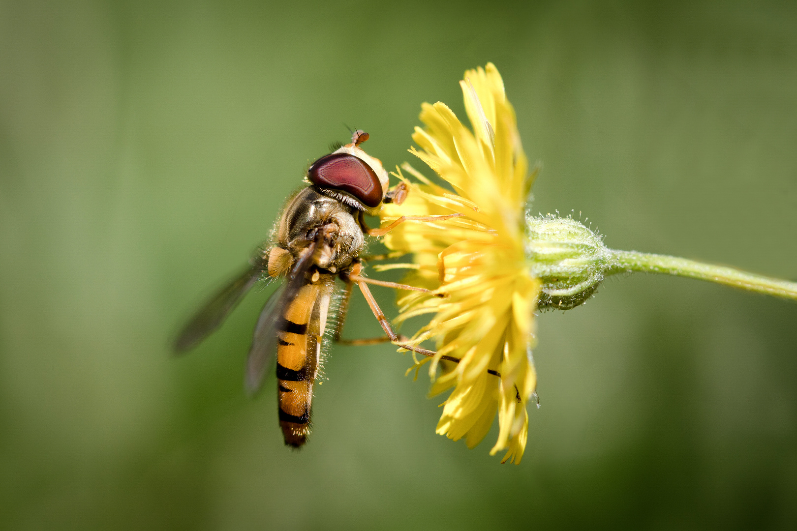 hainschwebfliege