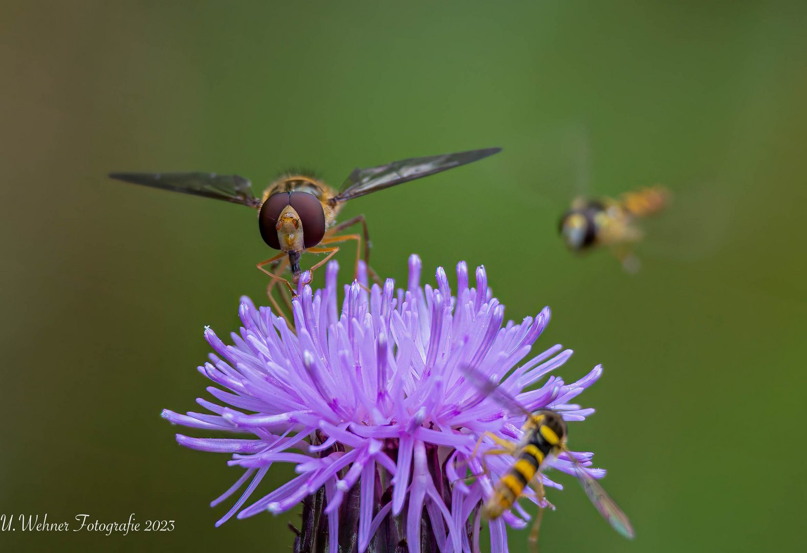 Hainschwebfliege 