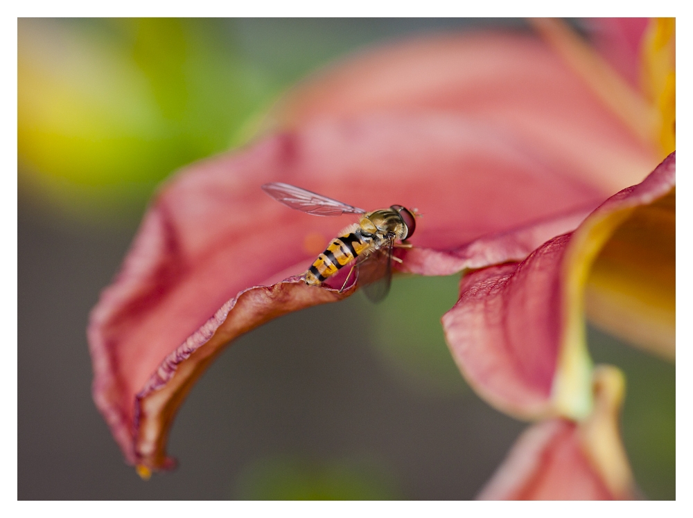 Hainschwebfliege