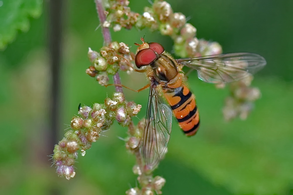 Hainschwebfliege