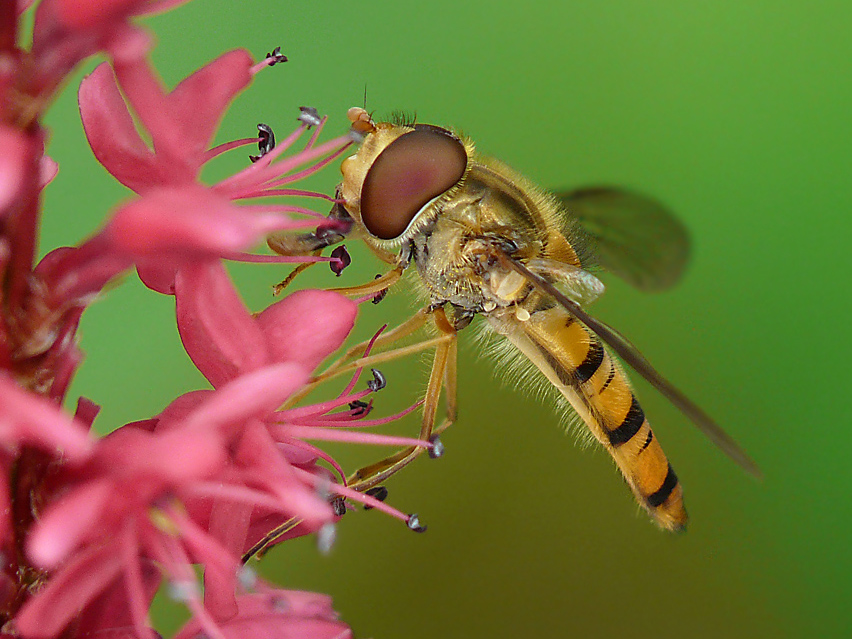 Hainschwebfliege