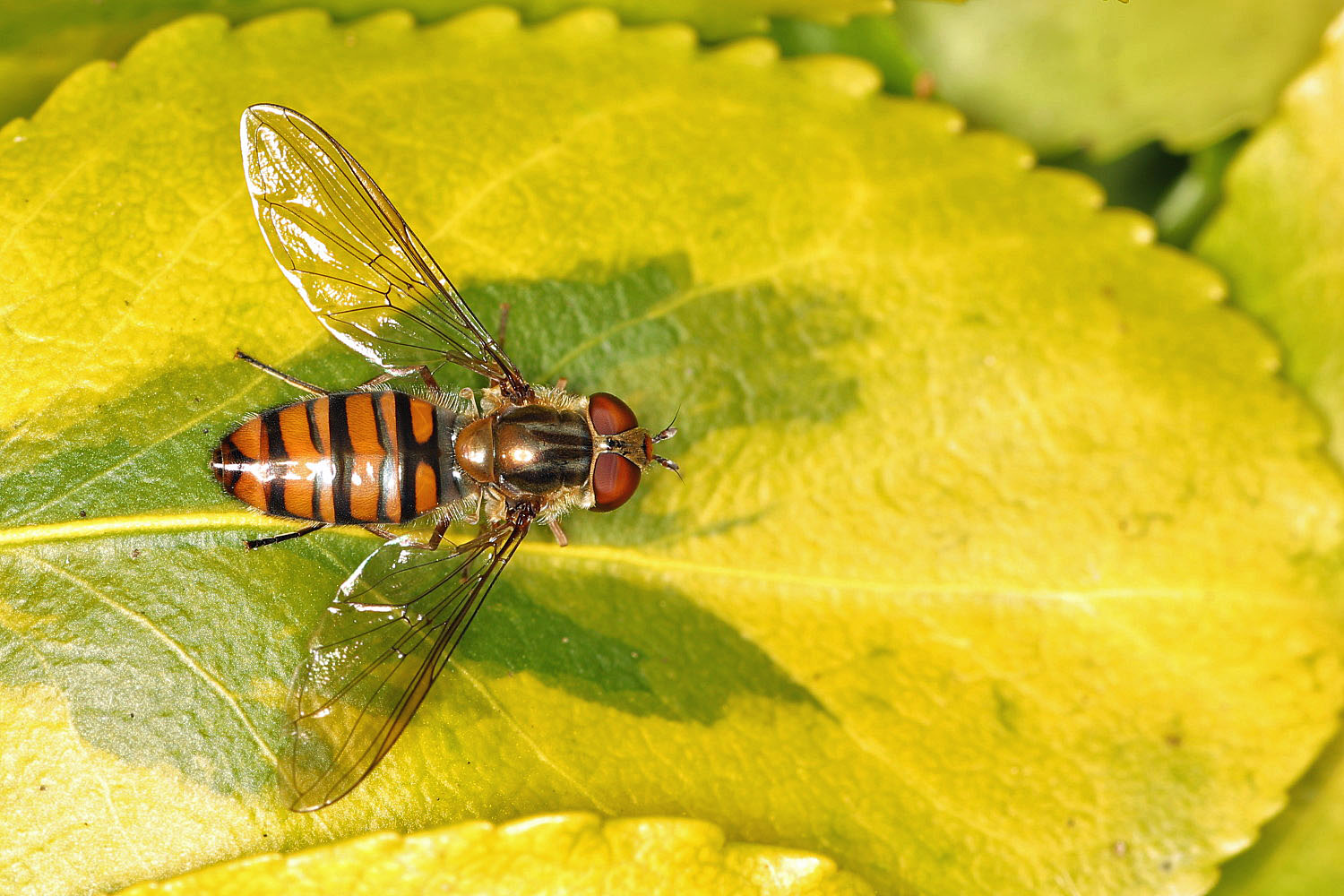 Hainschwebfliege