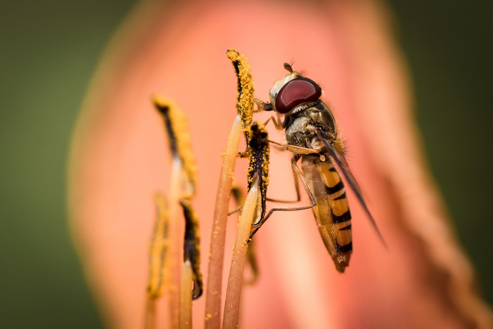 hainschwebfliege