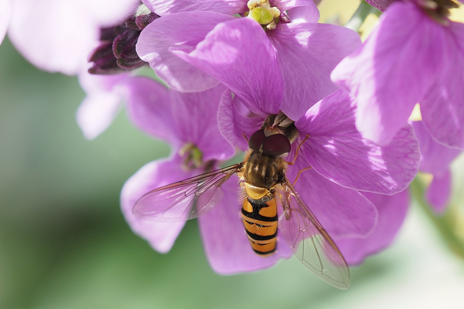 Hainschwebfliege