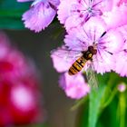 Hainschwebfliege (Episyrphus balteatus)