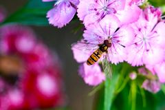 Hainschwebfliege (Episyrphus balteatus)