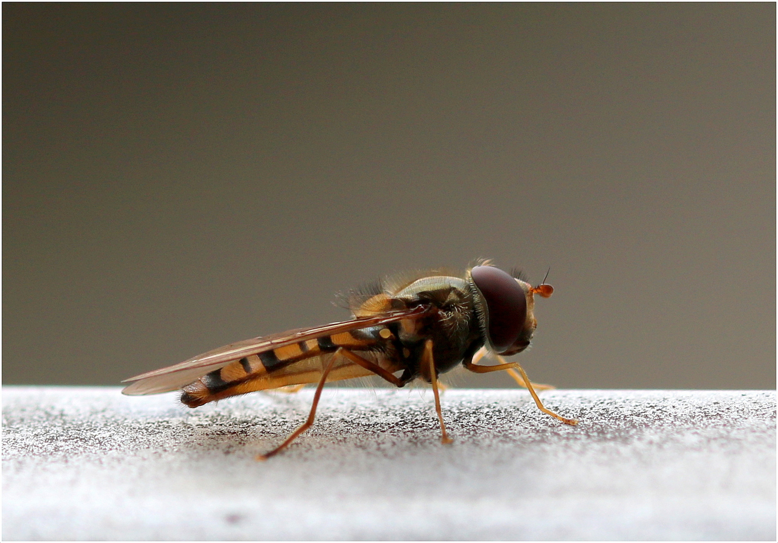 Hainschwebfliege (Episyrphus balteatus)...