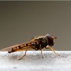 Hainschwebfliege (Episyrphus balteatus)...