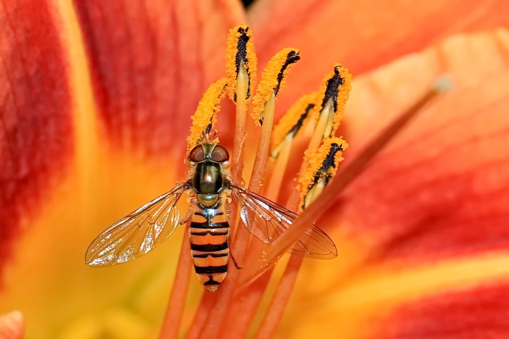 Hainschwebfliege [Episyrphus balteatus]