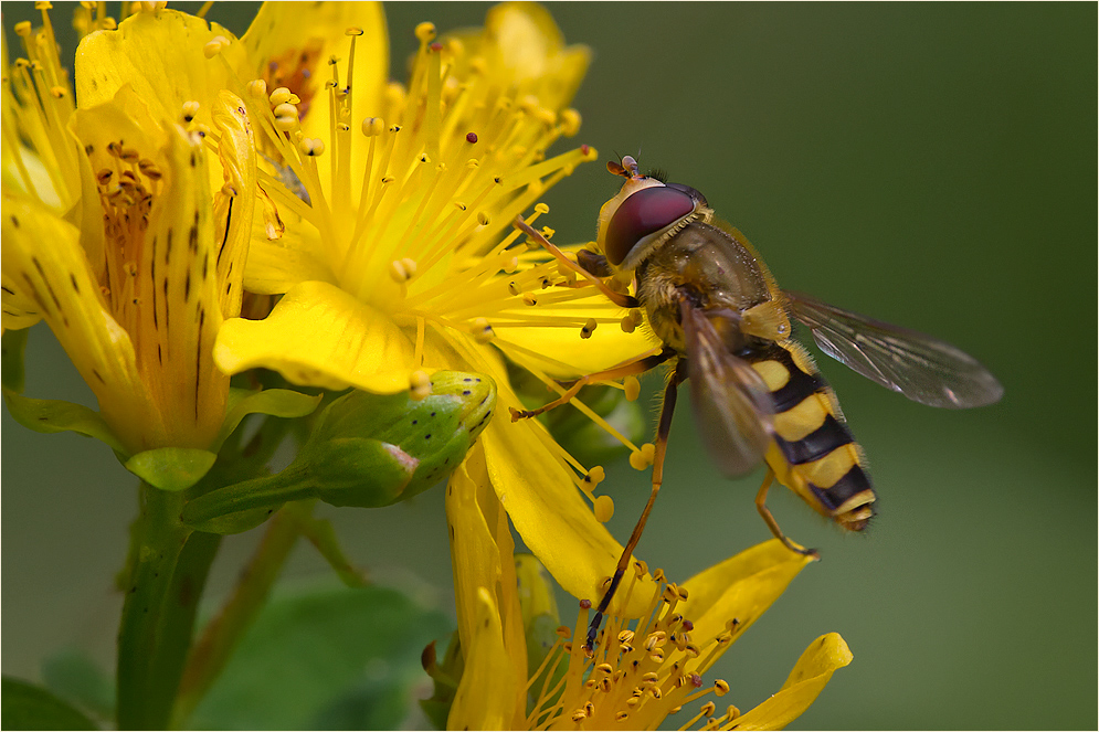 Hainschwebfliege (Episyrphus balteatus)