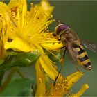 Hainschwebfliege (Episyrphus balteatus)