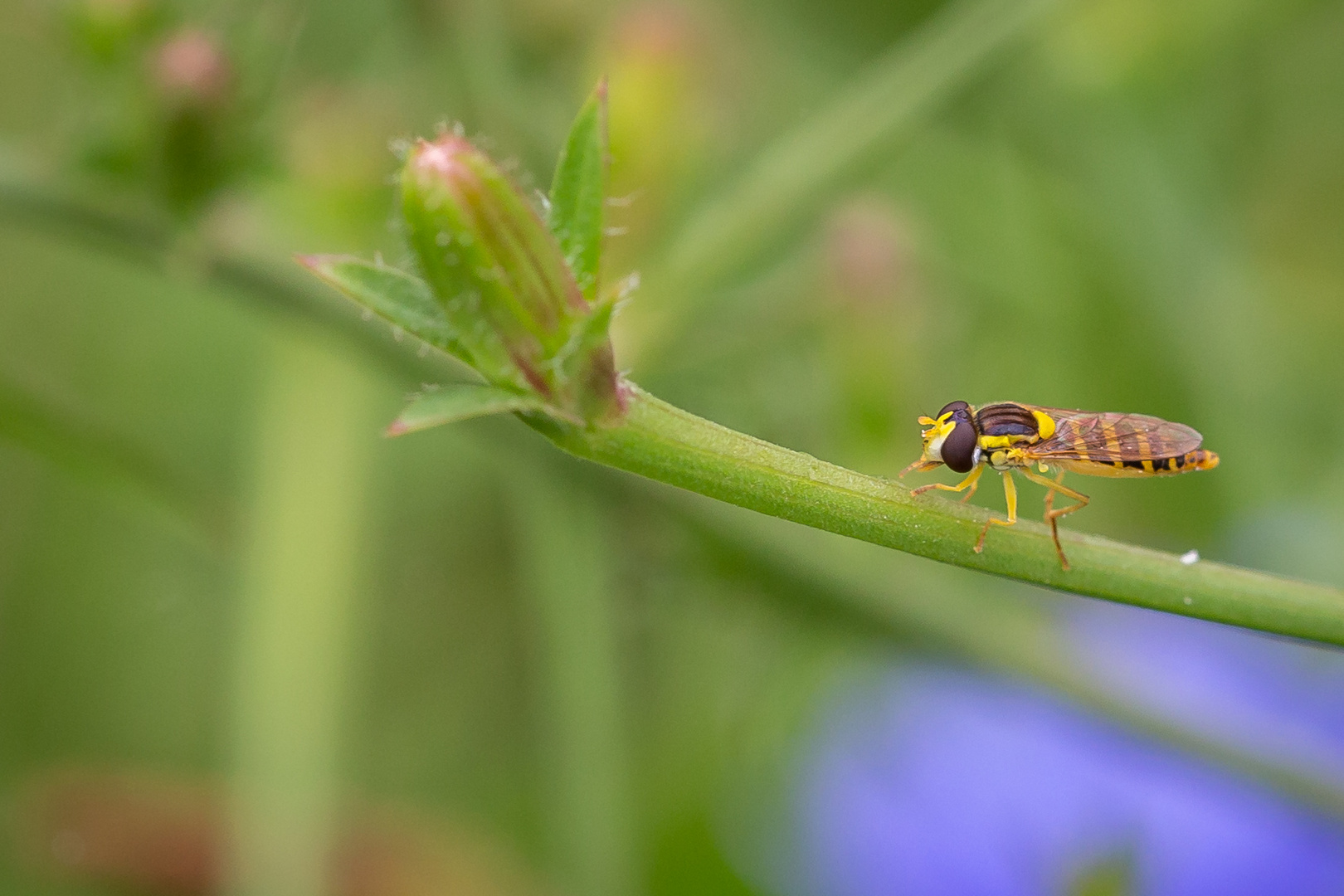 Hainschwebfliege (Episyrphus balteatus)