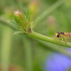 Hainschwebfliege (Episyrphus balteatus)