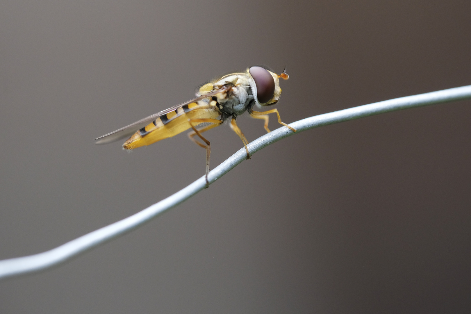 Hainschwebfliege (Episyrphus balteatus)