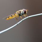 Hainschwebfliege (Episyrphus balteatus)