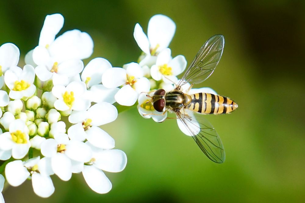 Hainschwebfliege (Episyrphus balteatus)