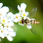 Hainschwebfliege (Episyrphus balteatus)