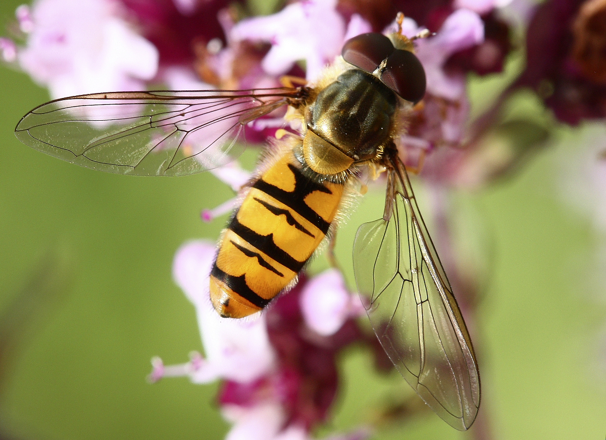 Hainschwebfliege (Episyrphus balteatus)