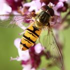 Hainschwebfliege (Episyrphus balteatus)