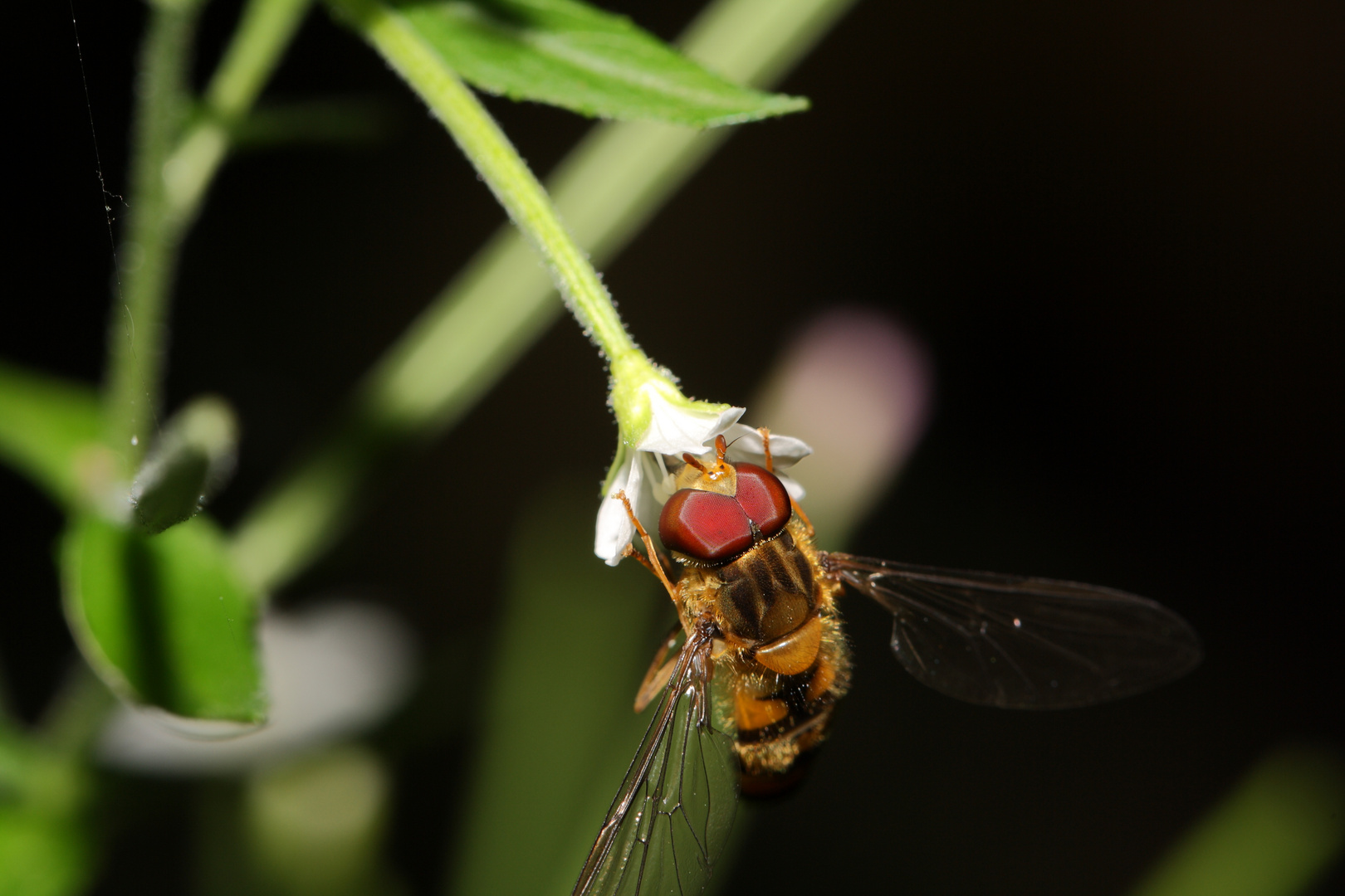 Hainschwebfliege - Episyrphus balteatus -