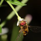 Hainschwebfliege - Episyrphus balteatus -