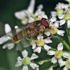 Hainschwebfliege (Episyrphus balteatus)