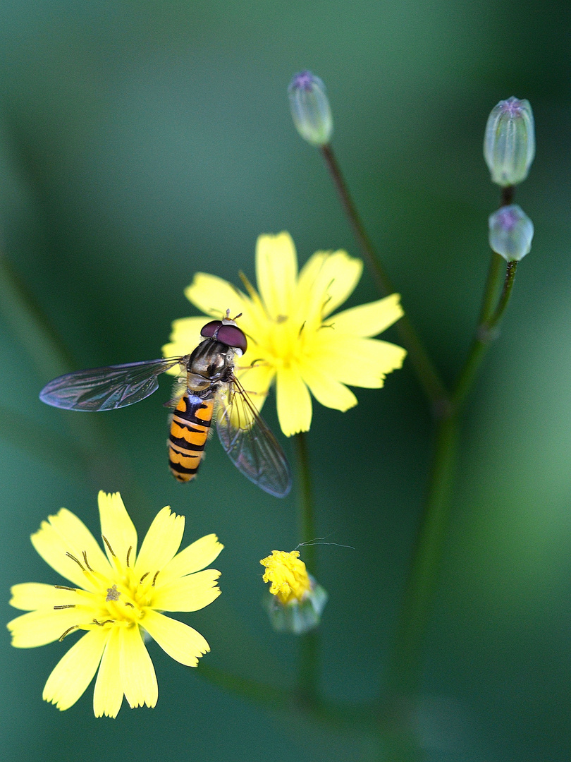 Hainschwebfliege - Episyrphus balteatus