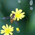 Hainschwebfliege - Episyrphus balteatus