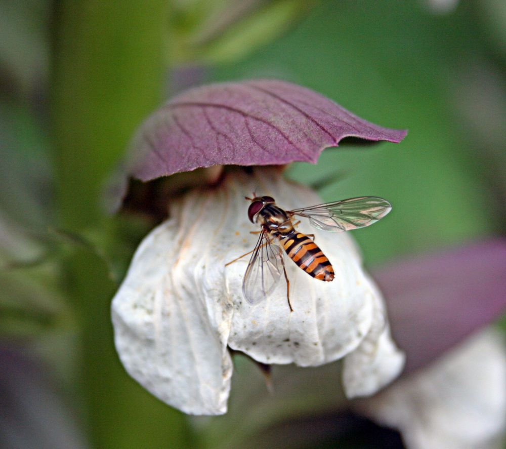 Hainschwebfliege (Episyrphus balteatus)