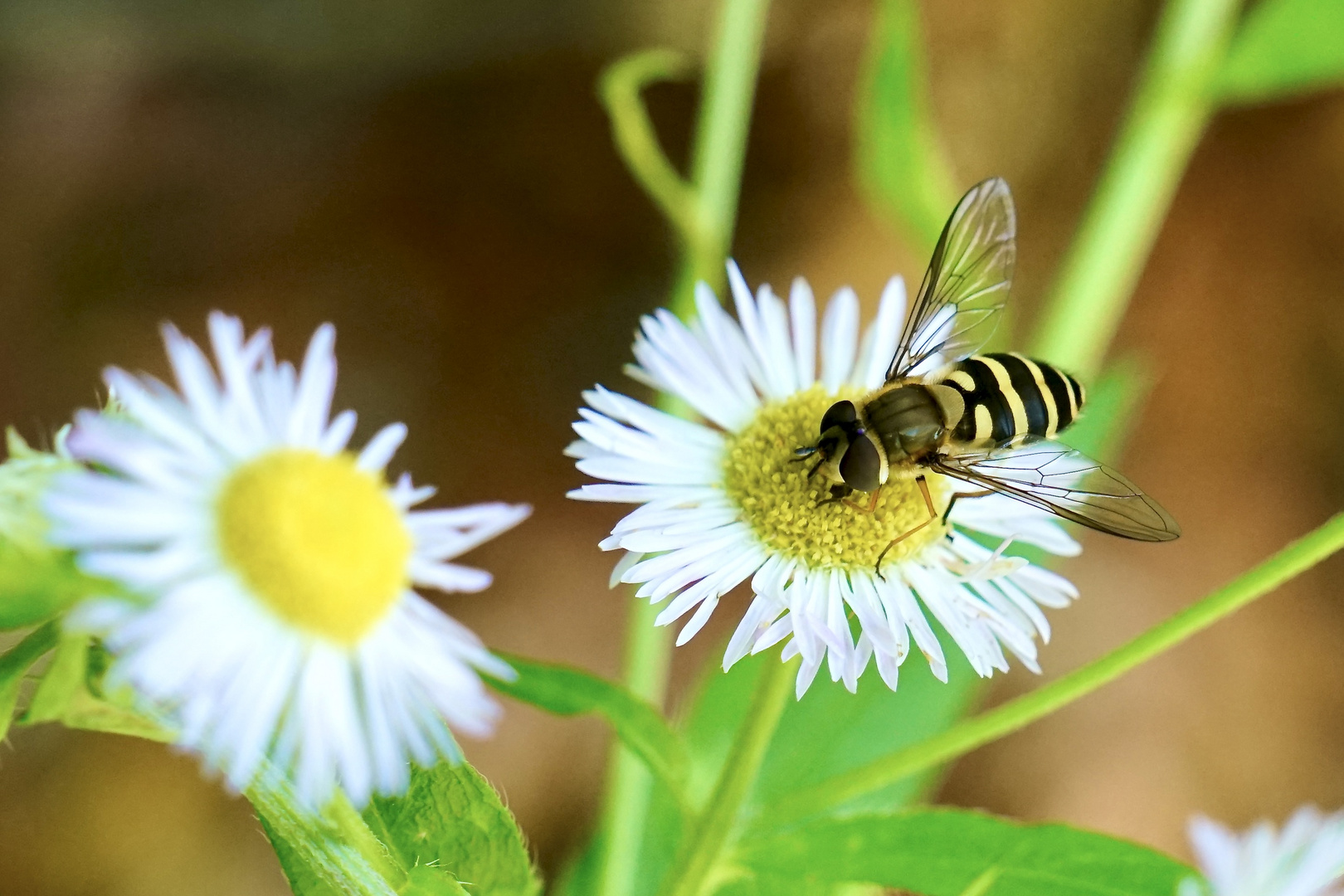 Hainschwebfliege (Episyrphus balteatus)