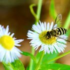 Hainschwebfliege (Episyrphus balteatus)