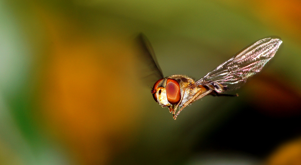 Hainschwebfliege (Episyrphus balteatus)