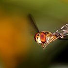 Hainschwebfliege (Episyrphus balteatus)