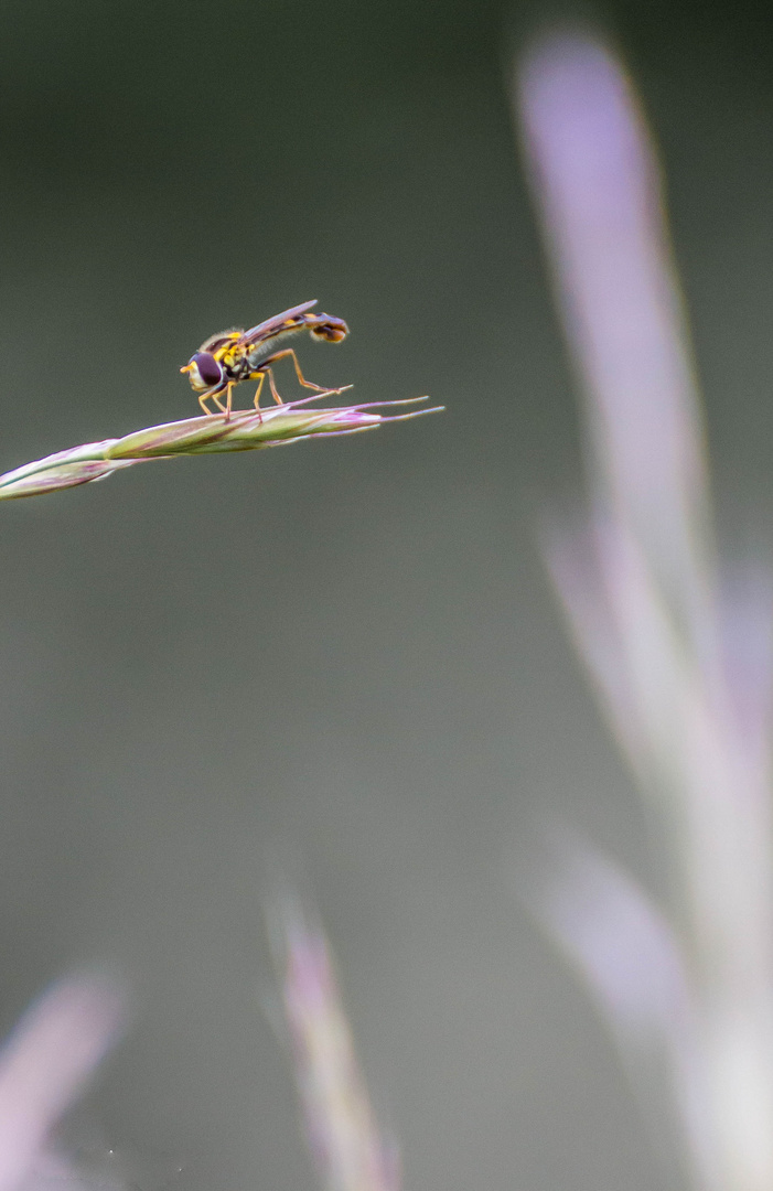 Hainschwebfliege (Episyrphus balteatus) 