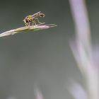 Hainschwebfliege (Episyrphus balteatus) 