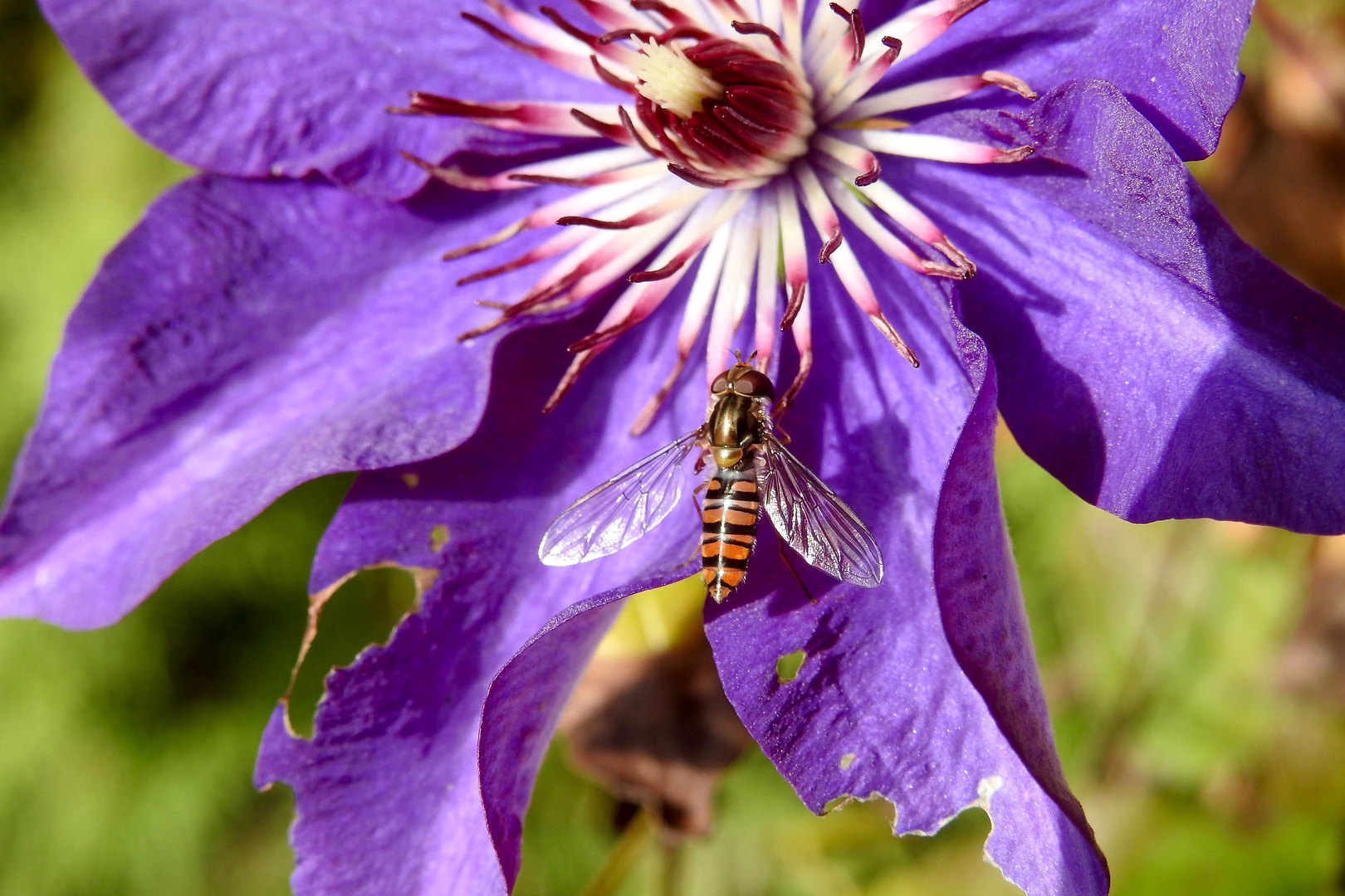 Hainschwebfliege (Episyrphus balteatus)