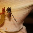 Hainschwebfliege (Episyrphus balteatus)