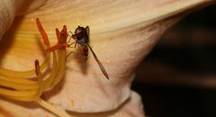 Hainschwebfliege (Episyrphus balteatus)