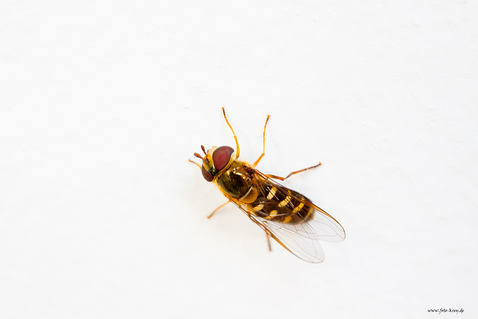 Hainschwebfliege (Episyrphus balteatus)