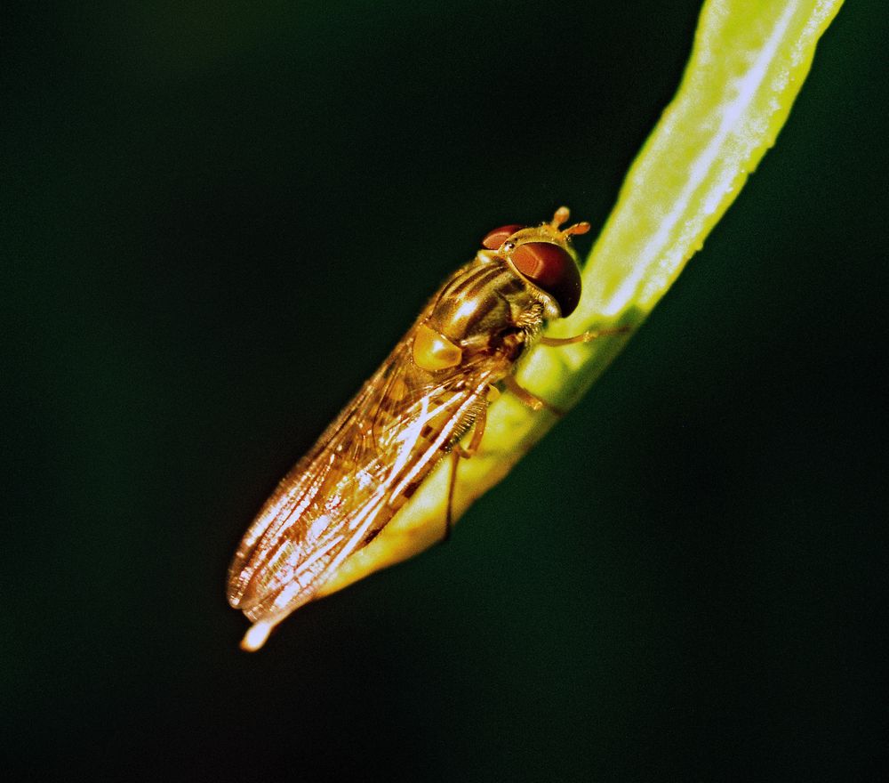 Hainschwebfliege (Episyrphus balteatus)