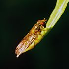 Hainschwebfliege (Episyrphus balteatus)