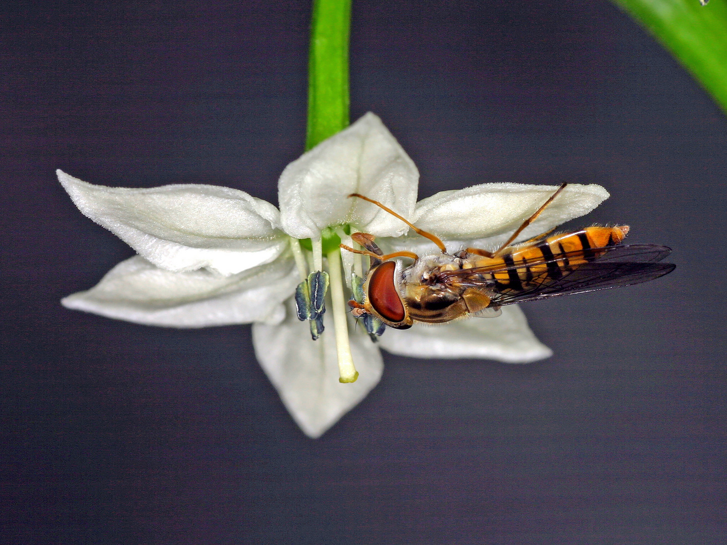 Hainschwebfliege (Episyrphus balteatus) auf Chili-Blüte......