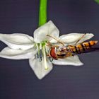 Hainschwebfliege (Episyrphus balteatus) auf Chili-Blüte......