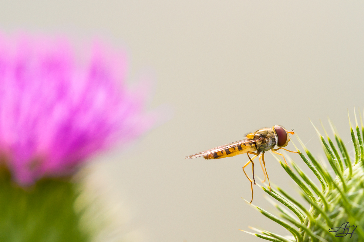 Hainschwebfliege (Episyrphus balteatus) auf Distel