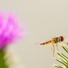 Hainschwebfliege (Episyrphus balteatus) auf Distel