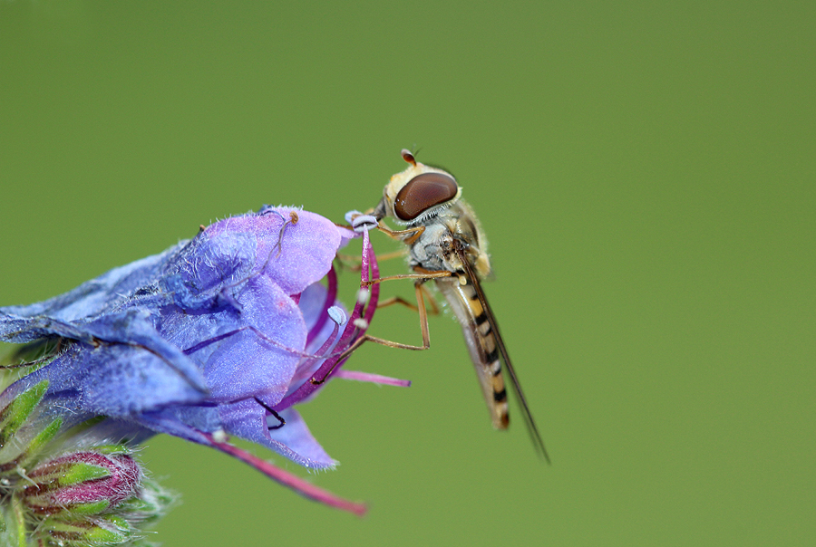 Hainschwebfliege (Episyrphus balteatus) auf Natternkopf