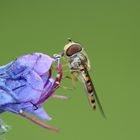 Hainschwebfliege (Episyrphus balteatus) auf Natternkopf