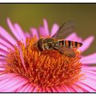 Hainschwebfliege (Episyrphus balteatus)